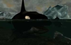 Skyrim — Orcas — Касатки (Киты-косатки) | Skyrim моды