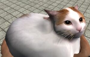 Maxwell the carryable cat — Белый Кот | Garrys mod моды