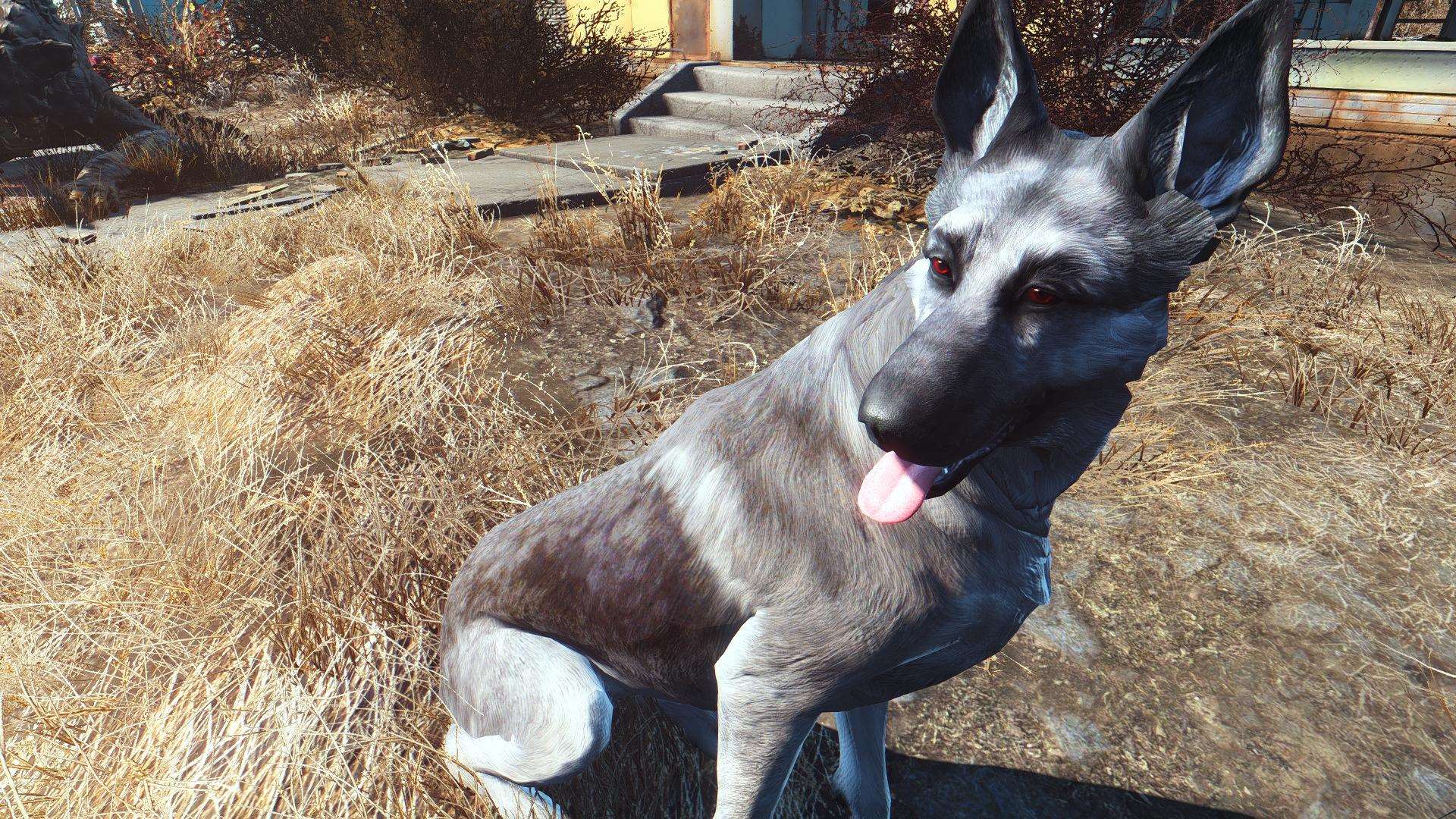 Fallout 4 волк компаньон фото 18
