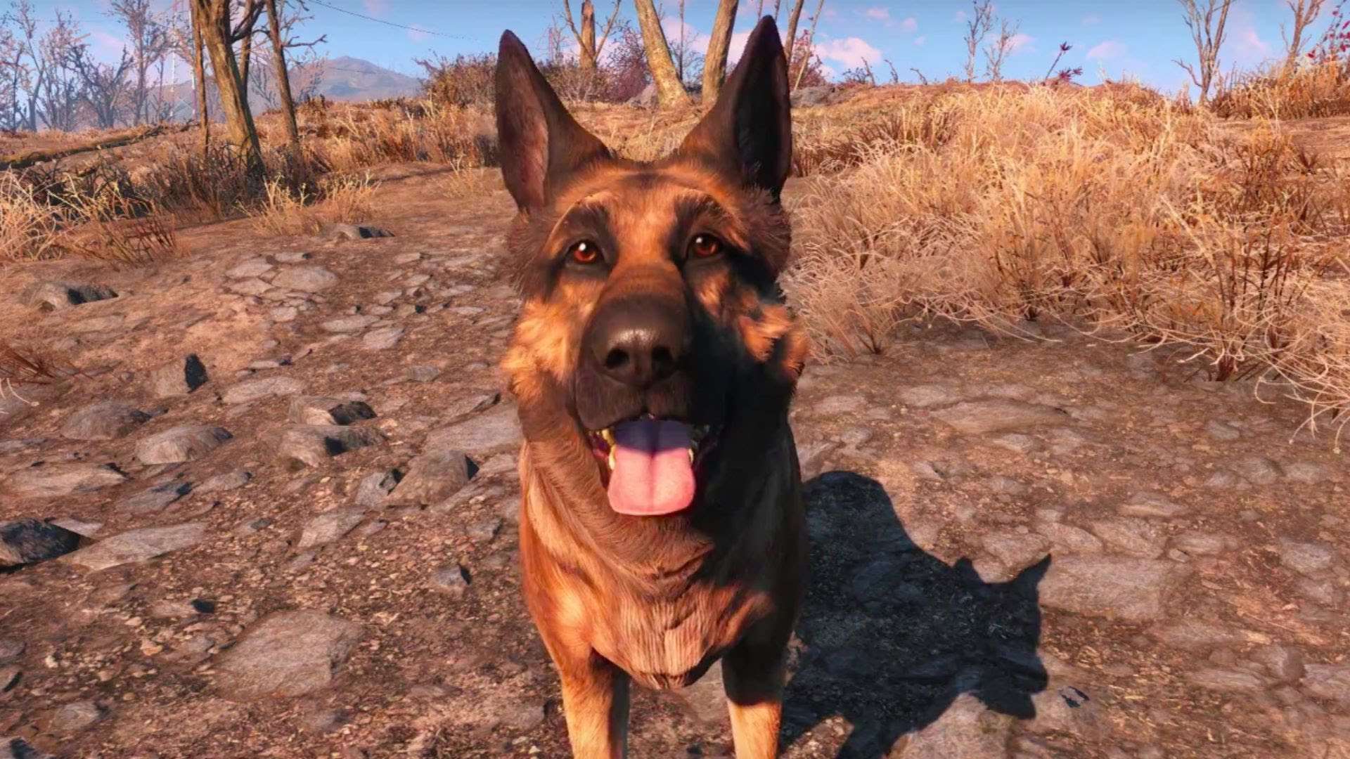 Fallout 4 волк компаньон фото 28
