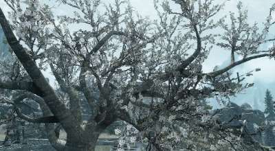 Skyrim — Цветущие Лепестки Деревьев