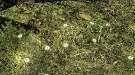 HD текстуры травы для Skyrim | Skyrim моды