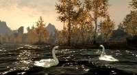 Skyrim — Утки и лебеди. (Ducks and Swans for Skyrim) | Skyrim моды