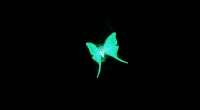 Skyrim — Светящаяся лунная моль (Luminescent Luna Moths) | Skyrim моды